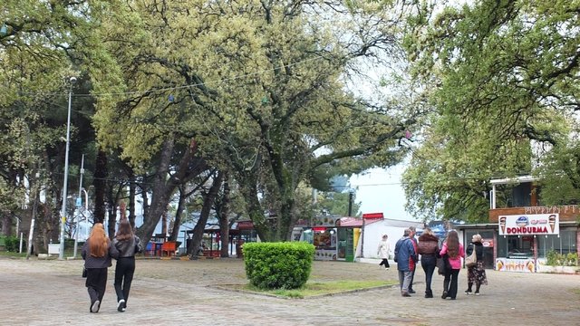 Burhaniye'deki Tescilli Tarihi Meşeler, Ören'e Cazibe Sağlıyor