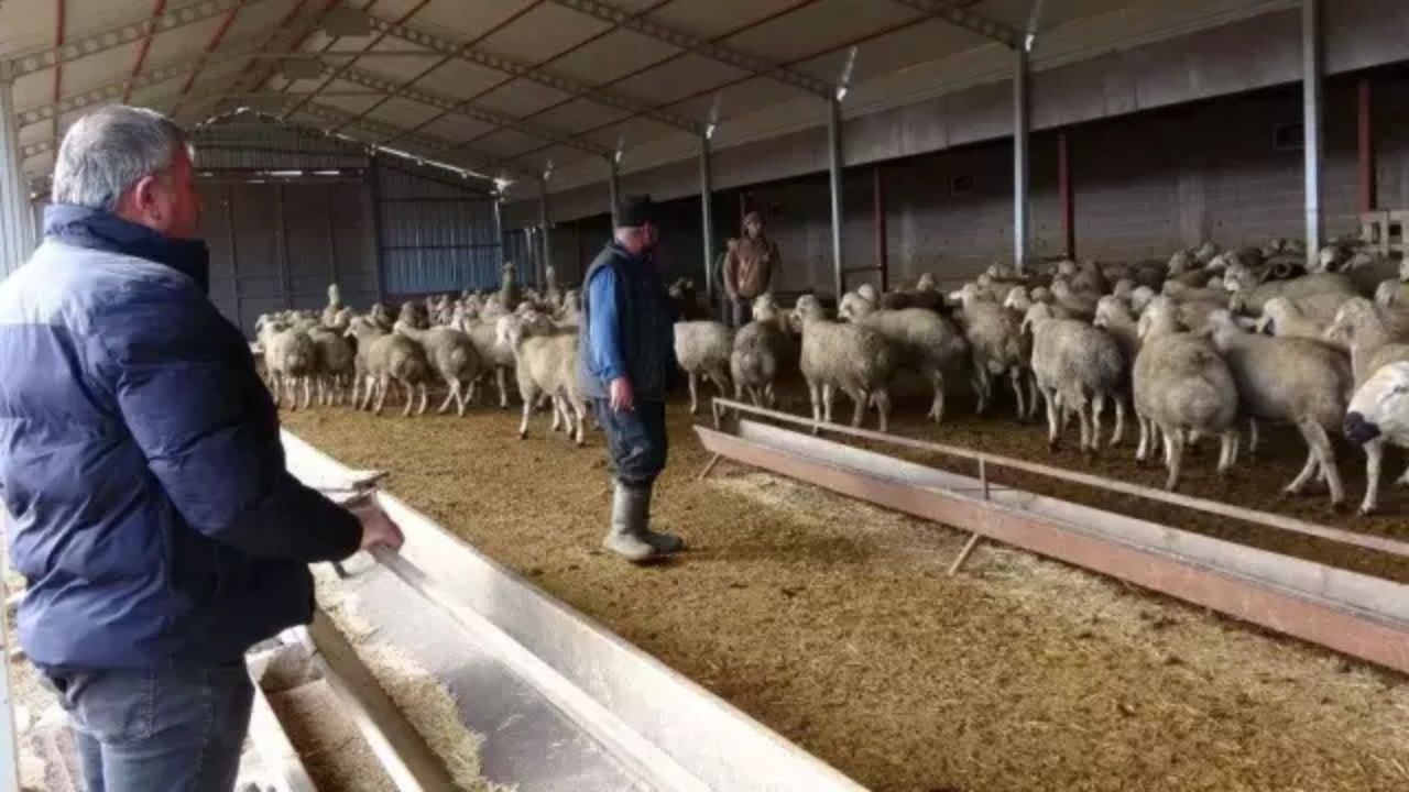 Babasına Kızdı, Hayvancılıkla Zenginleşti: “Memur Olsaydım Bu Kadar Kazanamazdım”