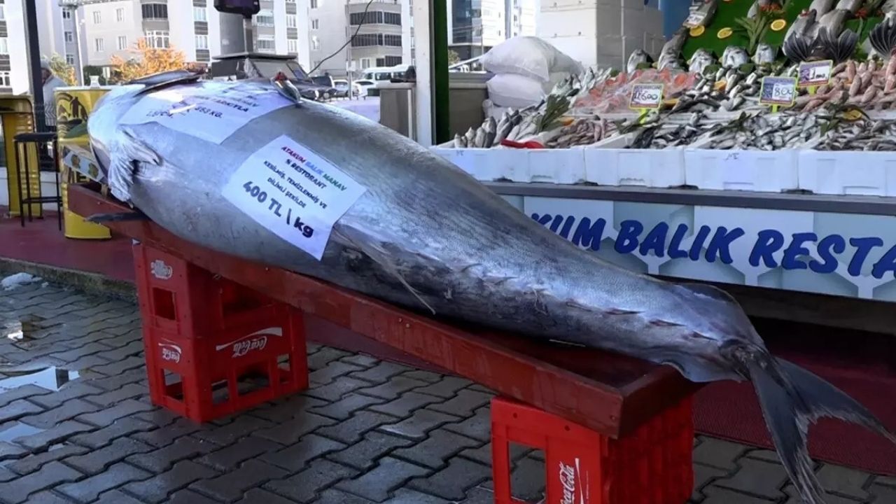 Düzce açıklarında 353 kiloluk dev orkinos yakalandı